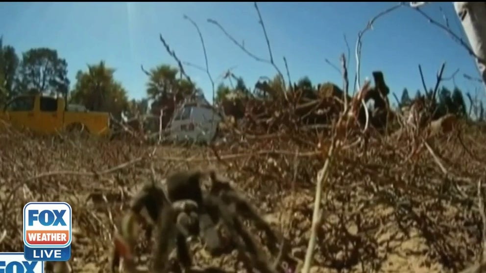 Just in time for Halloween. It is tarantula mating season. FOX Weather explains why you may be seeing a lot more of these eight-legged fuzzy friends crawling around.
