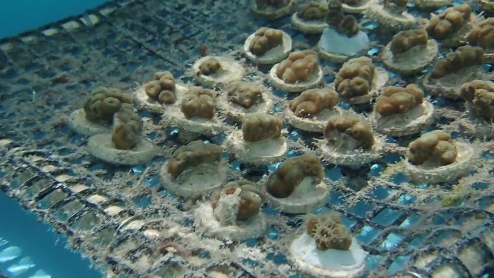 File video from the Keys Marine Laboratory in the Florida Keys shows corals in temperature-controlled seawater tanks. KML hosted about 5,000 corals this summer during a mass bleaching event. 