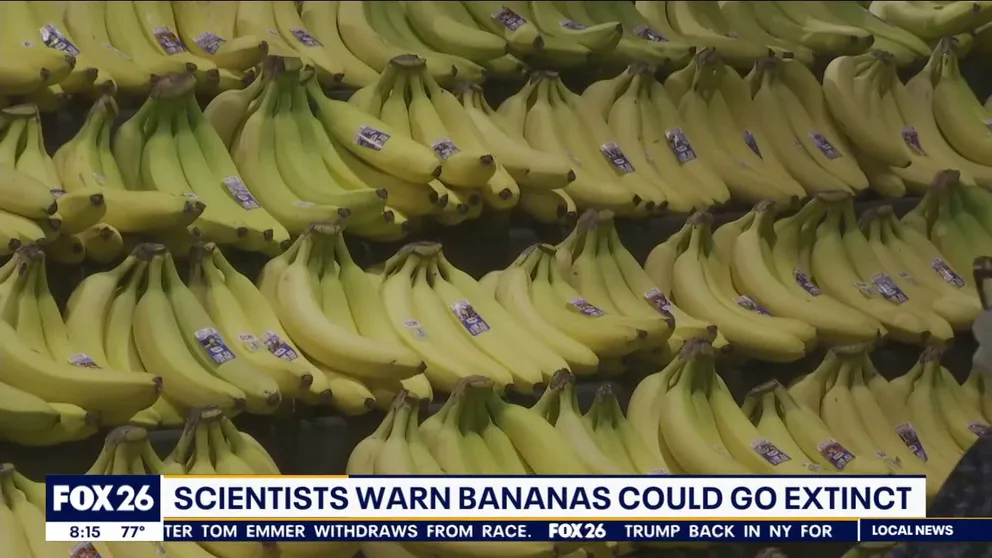 Scientists say a fungal disease is threatening the most common banana found in stores around the U.S. They say we only have about 10 years before a banana crisis.