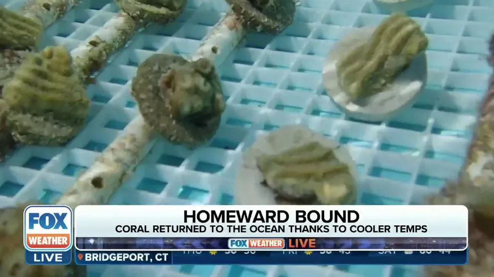 Cynthia Lewis, Director of Keys Marine Laboratory, explained to FOX Weather how her lab attempted to rescue coral from record summer water heat. Hurricane Idalia helped to remedy the temperature spike and some of the corals are making it back to sea.