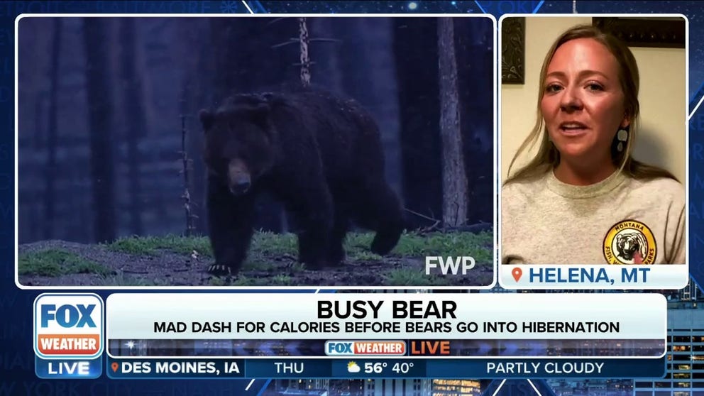 Corie Bowditch from the Montana Fish, Wildlife & Parks joins FOX Weather to talk about how bears work to obtain extra calories before their wintertime nap. 