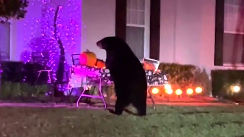 Footage shows the bear standing on its hind legs with its front paws placed on a table adorned with pumpkins and glowing Halloween decorations. (Courtesy: Pari Limbachia / AMAZING ANIMALS+ /TMX)