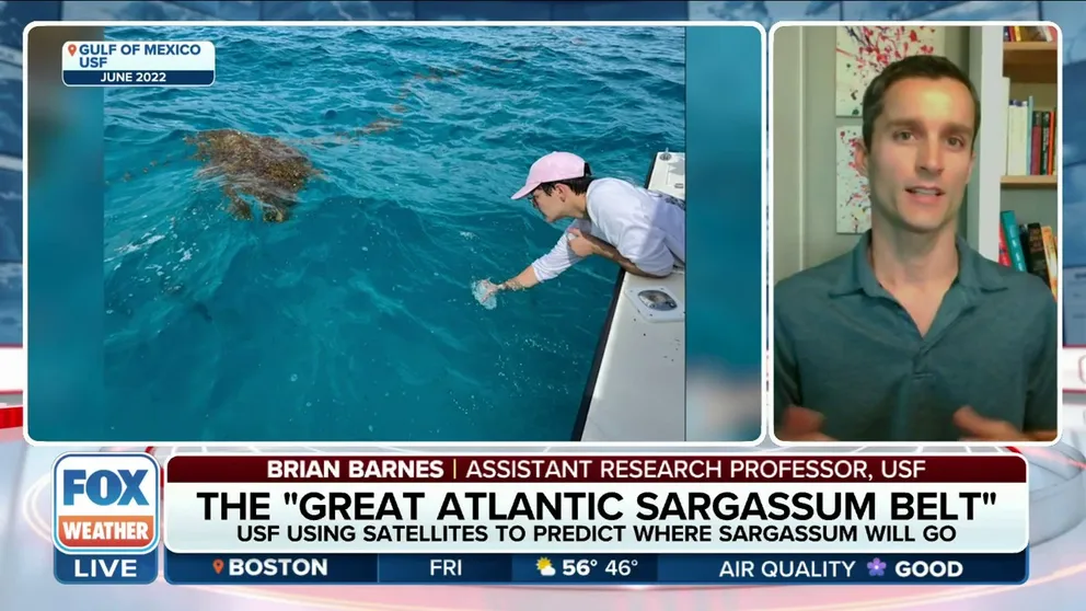 Dr. Brian Barnes of the University of South Florida joined FOX Weather on Friday to explain how they're developing a system to track sargassum and attempt to predict where it's going next. (Video from November 2023)