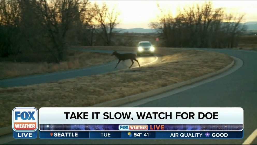 AAA spokesperson Robert Sinclair joins FOX Weather to talk about driving safety and watching for deer crossings as daylight fades. 