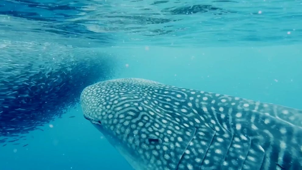 Underwater video shot on Thursday shows a 30-foot whale shark swimming off the northern coast of Oahu near Kāneʻohe Bay. (Courtesy: Mark Royer, University of Hawaii shark researcher)