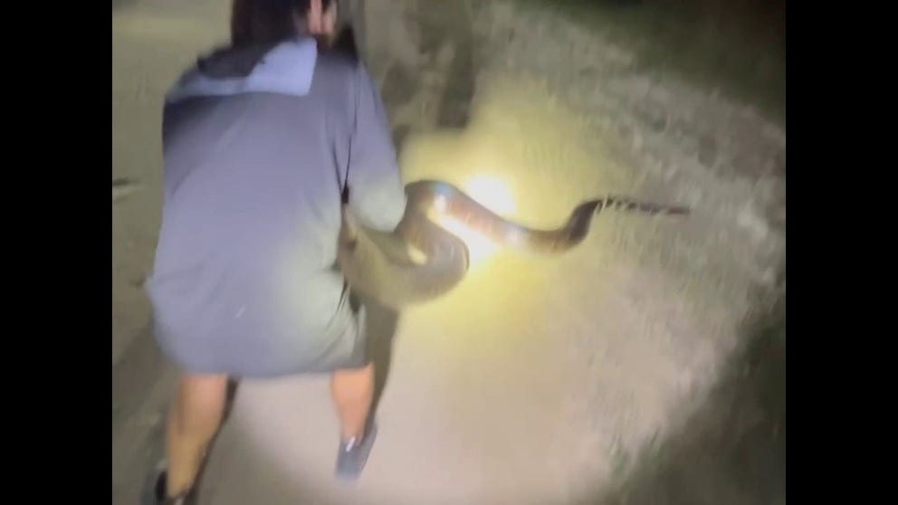 The snake measured in at more than 17 feet long and weighed nearly 200 pounds.