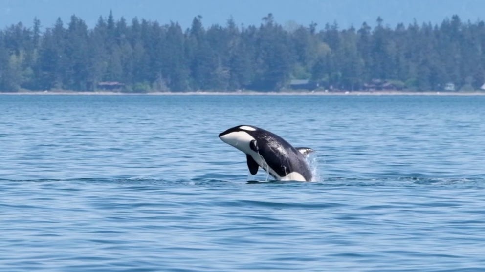 Video shows breaching Bigg's killer whales in the Salish Sea outside of Seattle. This year was another record-breaking year for killer whale sightings throughout the Salish Sea of British Columbia and Washington State.