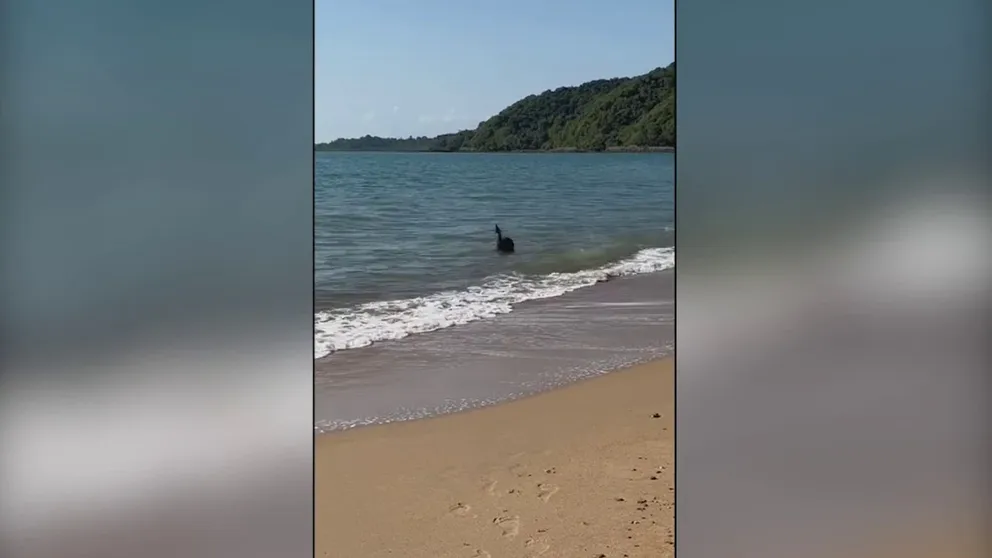 Wildlife officials said beachgoers in Queensland were left stunned when a cassowary swam in from a good distance offshore recently, in a rare and unusual sighting of the giant flightless bird.