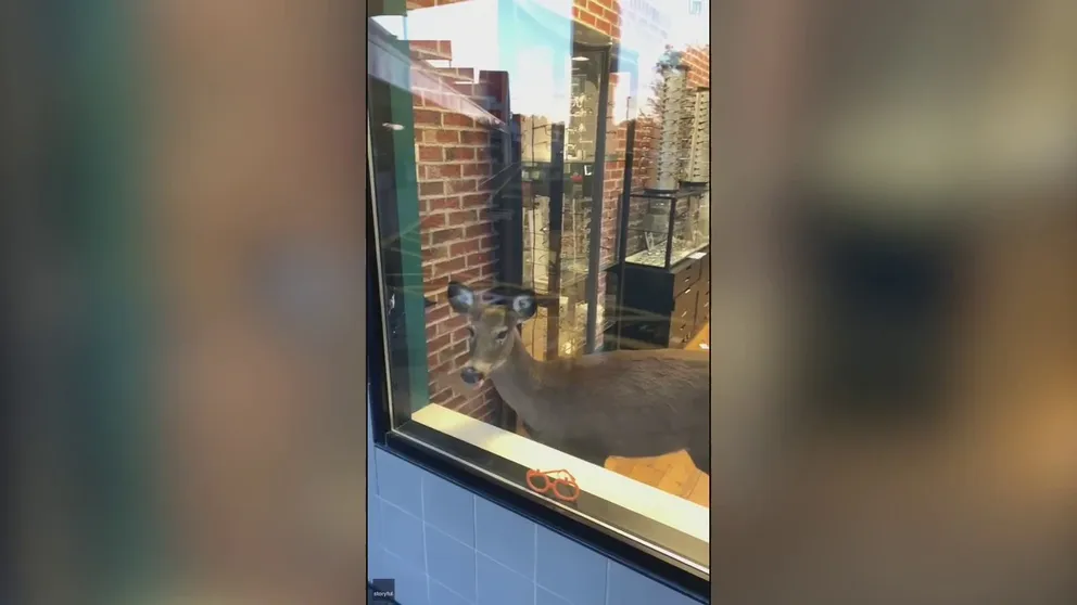 A deer panicked and jumped through a Matawan, New Jersey, optician's glass front door on Nov. 8, scattering items and injuring itself on storefront windows as it fled.