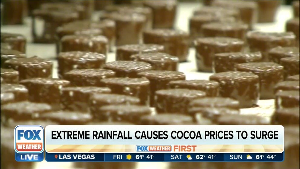 During the past three to six months, the cocoa-producing West African region has experienced extreme rainfall, which poses a significant risk of crop losses, according to Everstream Analytics, a global company that provides supply chain insights and risk analytics.