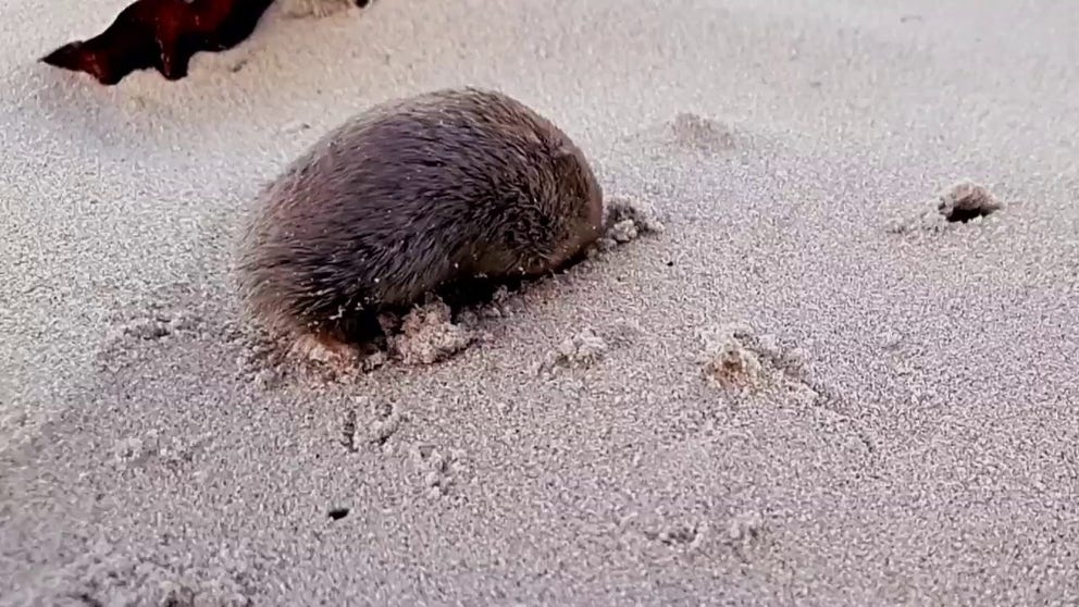 A De Winton's golden mole can be seen burrowing beneath the sand in South Africa.