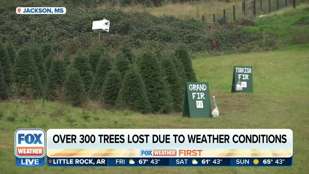 Don Kazery owner of Kazery Farm talks to FOX Weather's Britta Merwin about how a 50-degree temperature drop impacted the Christmas tree crops in Mississippi.?