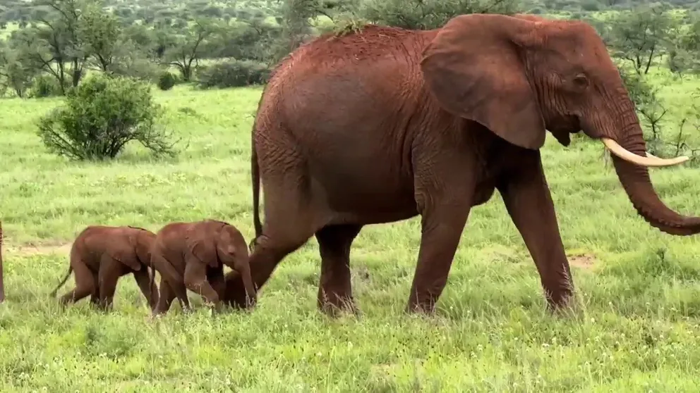 Aptly named for FOX Weather, Alto, a member of the Clouds herd at a Kenyan nature reserve was spotted with twins, just days old. In the 30 years of monitoring elephants, only four sets of twins were ever recorded. Twins account for less than 1% of elephant births.