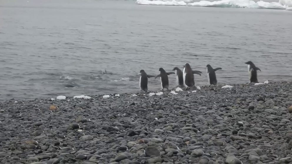 The funniest wildlife video of 2023 shows one penguin who felt the water was ‘too cold.’ Comedy Wildlife Photography Awards chose stills and video.