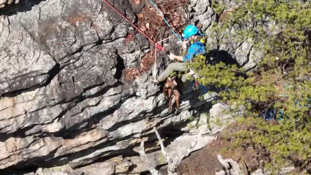Video released on Wednesday shows crews rescuing four goats that were stranded on a ledge near the southeast Tennessee town of Walden. (Courtesy: Waldens Ridge Emergency Service)