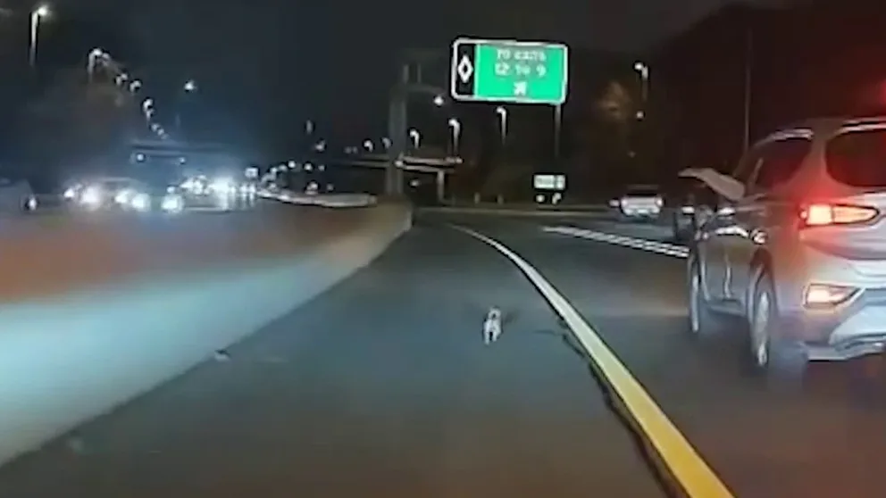 Dashcam footage shot on the night of Dec. 5 shows a runaway chihuahua dodging traffic on the Staten Island Expressway. (Courtesy: Katie Montello via Storyful)