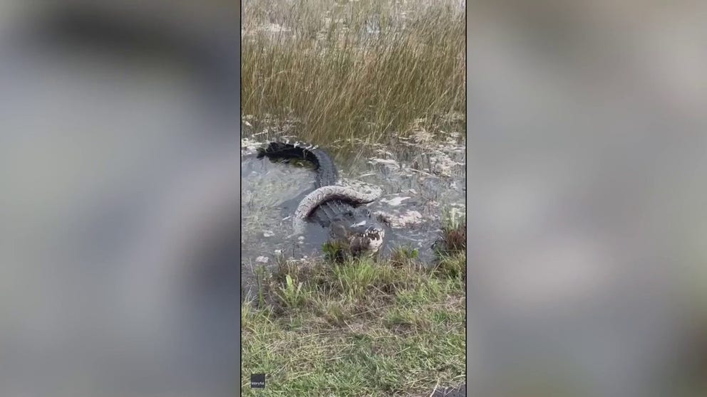 An alligator was caught on camera devouring a python at the Everglades, and the woman who shot the video said it was "something very special." (Video: Alison Joslyn via Storyful)