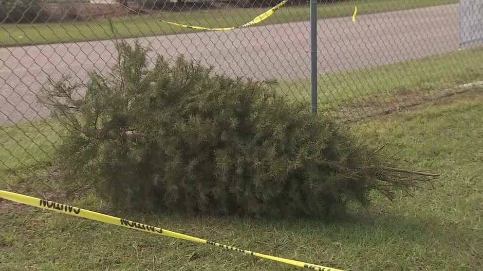 FOX 13 Tampa Bay's Evyn Moon explains why we shouldn't put off tossing the Christmas tree. Ashley Wyland of Pinellas County Solid Waste describes a local option for repurposing the tree into mulch, available in most neighborhoods. Bare trees can go into the yard waste bin if your town doesn't have a designated pickup. 
Lorraine Carli of the National Fire Association explains why we should not delay.