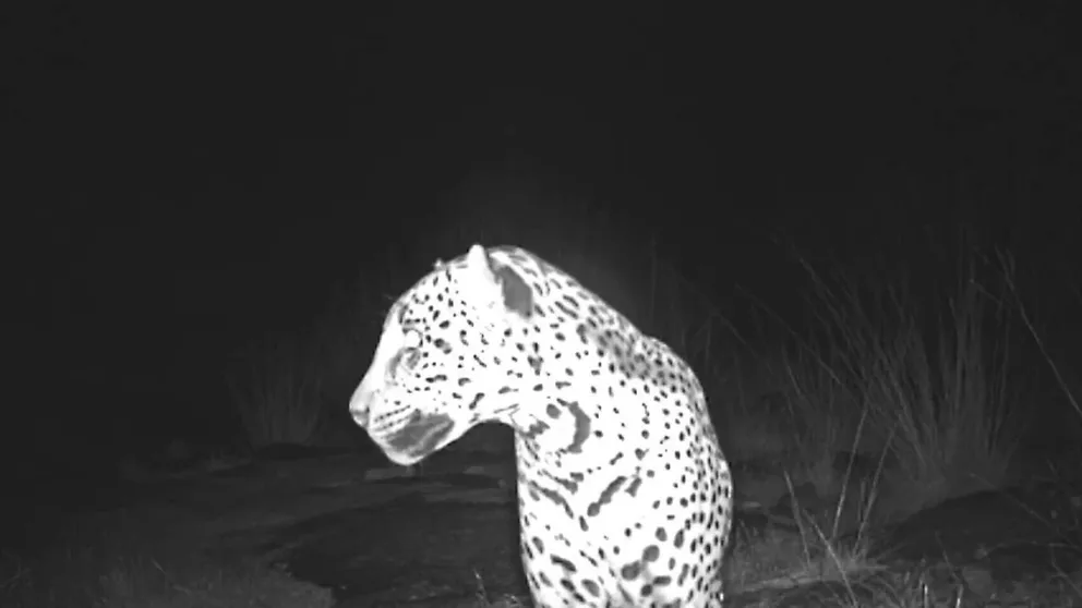 Video of a wild jaguar and other species in southern Arizona in 2017 (Russ McSpadden / Center for Biological Diversity)