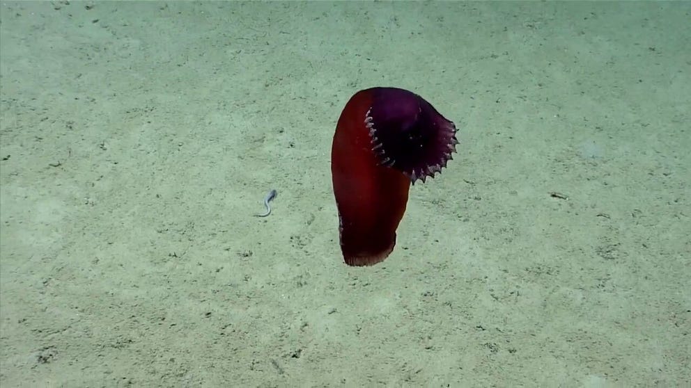 Almost two miles down off the coast of Kodiak, Alaska, scientists came upon a sea cucumber that had to bust a move.