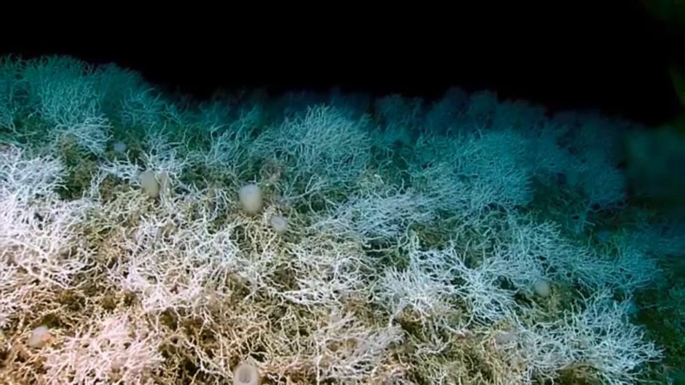 The ecosystem is thought to be made up of dense thickets of the reef-building coral. (NOAA) 