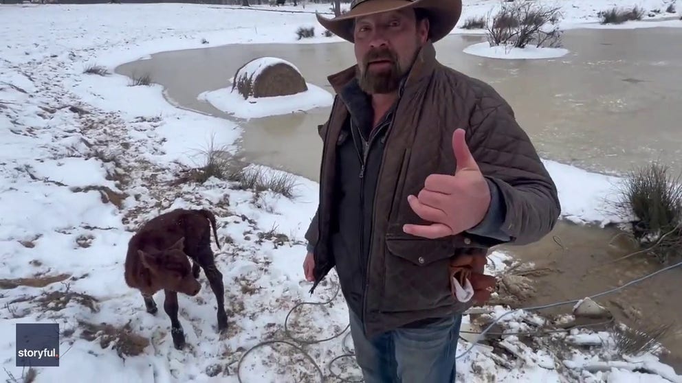 Video shot on Thursday shows cowboy Max Bishop successfully rescuing a calf in the northeast Arkansas town of Paragould. (Courtesy: Max Bishop via Storyful)
