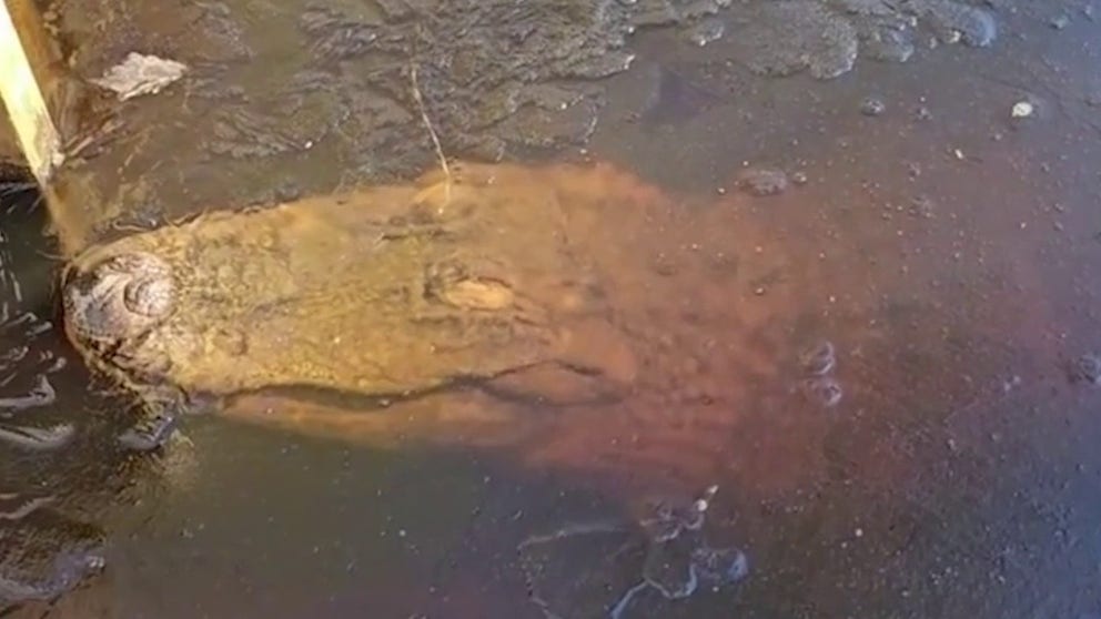 Video shot on Sunday in the coastal North Carolina town of Ocean Isle Beach shows an alligator suspended under a layer of ice, with only its nostrils breaking the surface. (Courtesy: The Swamp Park, George Howard/www.TheSwampPark.com /TMX)
