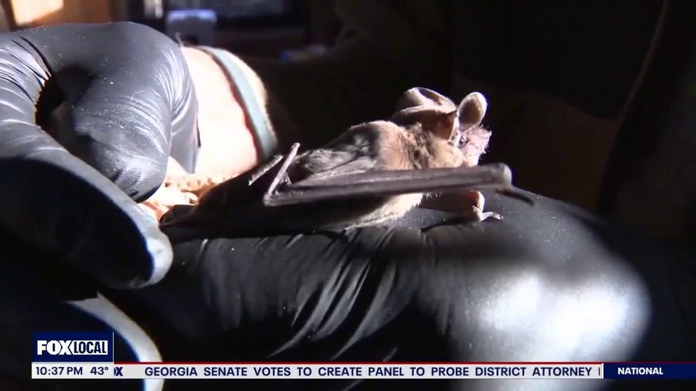 The arctic blast earlier this month was devastating to Austin, Texas' bat population. In the cold, many fell from their roosts to their death. The Austin Bat Rescue recovered those that were still alive and volunteers are nursing them back to health. FOX 7 Austin reporter Tan Radford has an update.