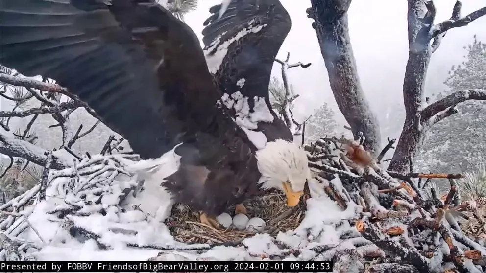 FILE: This is a long video but worth the view. Watch mama bald eagle Jackie protect her eggs from the snow. She gets coated and shakes off the flakes as inches of snow accumulate around her. Dad Shadow checks in but Jackie won't leave the nest. Hours later it finally stops snowing and Jackie stretches her wings. Shadow swoops in and keeps the eggs warm.