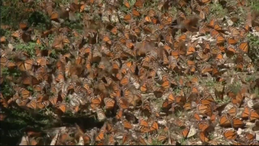 Eastern monarch butterflies overwinter in Central Mexico. Each year, surveyors estimate how many millions of butterflies are crowded on trees across the area. This winter's count came out 59% lower than last year's.