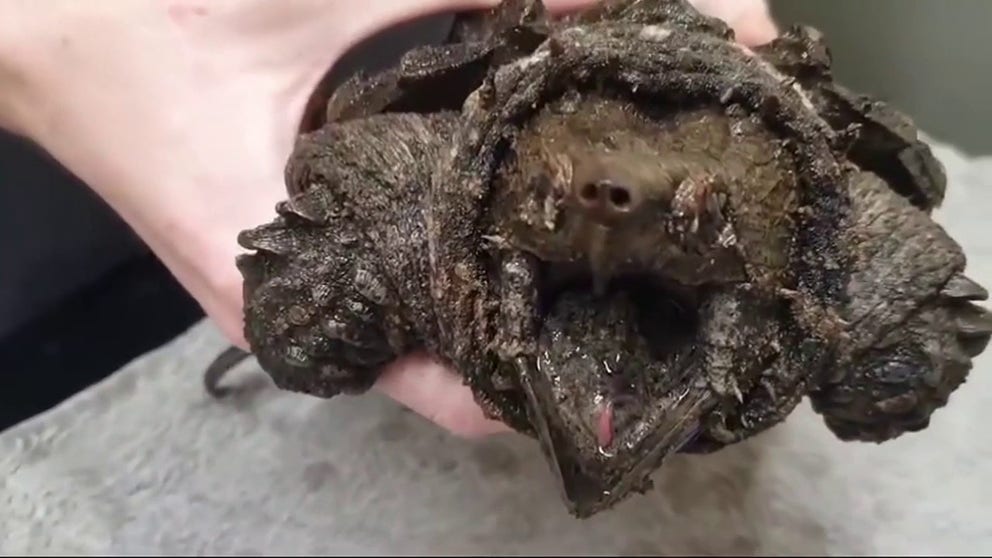'Fluffy', a "dinosaur-like" alligator snapping turtle capable of biting through bone, was discovered in Cumbria, U.K. by a dog walker thousands of miles from its U.S. home.