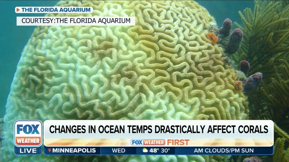 Jennifer L. Koss, director of the NOAA Coral Reef Conservation Program, explains how the recent marine heat wave in portions of the Florida Keys has affected the coral and whether the coral has been able to rebound. Feb. 21, 2024.