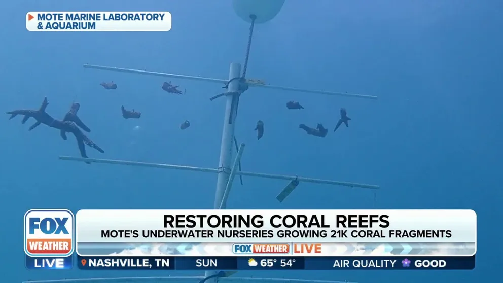 Dr. Jason Spadaro, Program Manager of Mote Coral Reef Restoration and Research Program, joined FOX Weather on Sunday and explained how researchers are not only trying to preserve what’s left of our coral reefs, they’re trying to restore function to those critical ecosystems that support marine life.