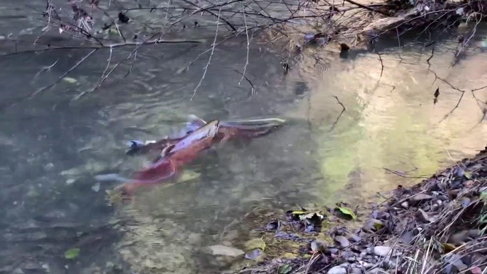 National Park Service Fishery Biologist Michael Reichmuth found a few male coho salmon fighting in Olema Creek in the Point Reyes National Seashore, north of San Francisco.