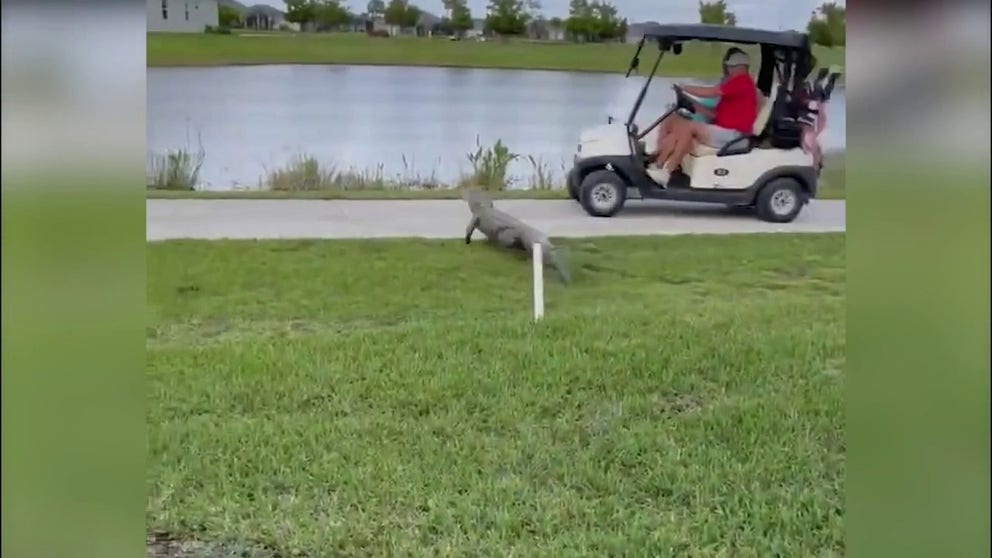 Video recently shot in the town of Ave Maria, Florida, shows a feisty alligator scurrying toward unsuspecting golfers. (Courtesy: Denise Prues via Storyful)