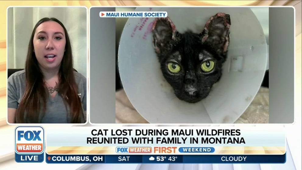 Emily Drose of the Maui Human Society told FOX Weather an amazing story of survival. A family thought their cat perished in the Maui wildfires that destroyed their home. After 100-days, the Maui Humane Society called them, the family relocated to Montana, to arrange for the cat to be delivered.