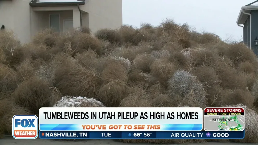 The recent hurricane force winds across Utah blew up a tumbleweed invasion of several towns. FOX 13 Utah's Amy Nay brings to the scenes that you have to see to believe.