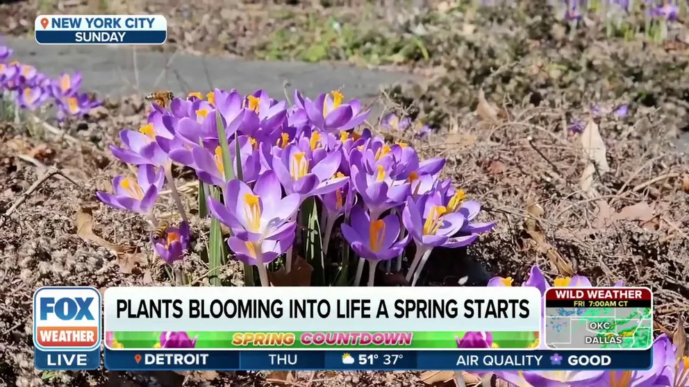Horticulturalist with CCE Monroe County Marci Muller explains how warmer temperatures and a wet winter will impact this year's blooms. Muller said it depends on how long these warmer temperatures last.