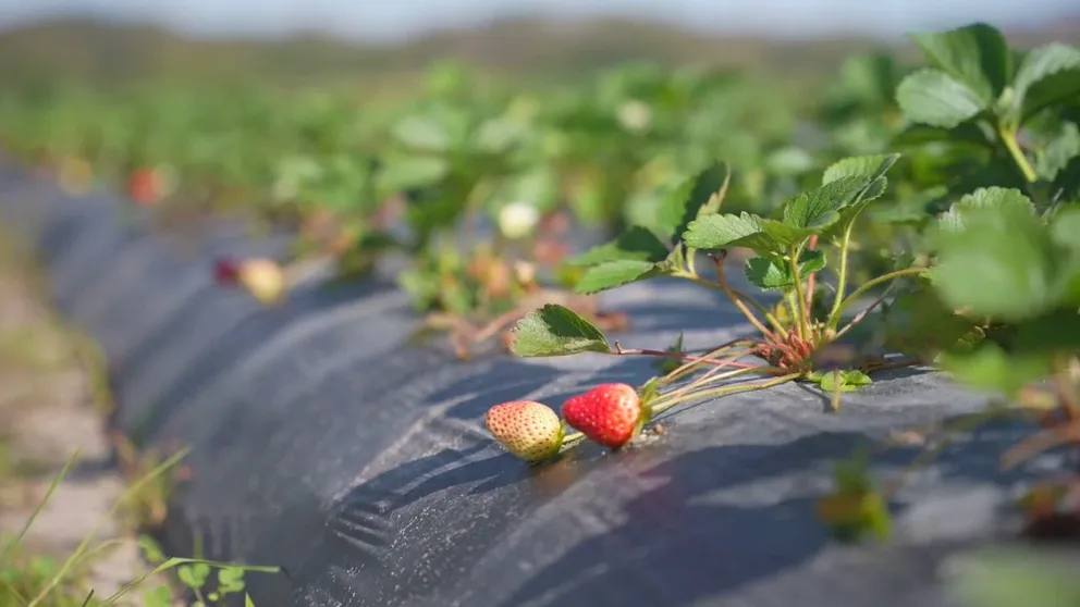 FOX 13's Lloyd Sowers introduces us to the new Florida visitor that has strawberry farmers in fear. The chilli thrips damages not only strawberry plants but blueberry, chili, eggplant, grape, pepper and tomato and the bug has been spotted as far north as Massachusetts.