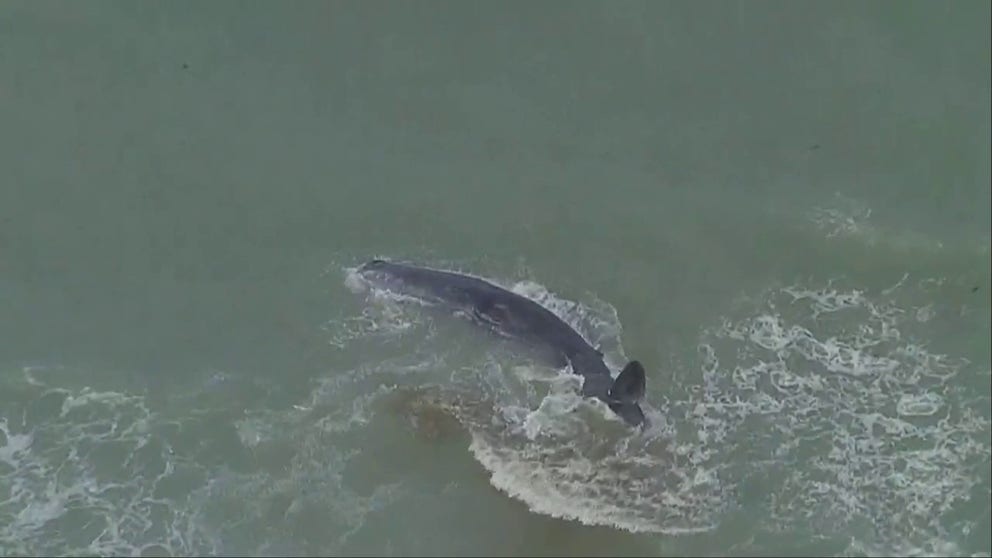A massive, 70-foot sperm whale became beached off the coast of Venice in Florida on Sunday morning, and video from the scene shows the animal struggling to break free from the shallow water and sand.