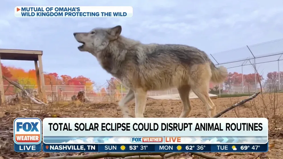 Wildlife expert Peter Gros explains how light and temperature changes impact animals and insects. This reaction is why researchers plan to study wildlife behavior during the April total solar eclipse.