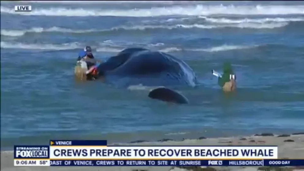 A sperm whale that became stranded on a beach in Florida has died. FOX 13 Tampa Reporter Kellie Cowan has the latest from Venice, Florida.
