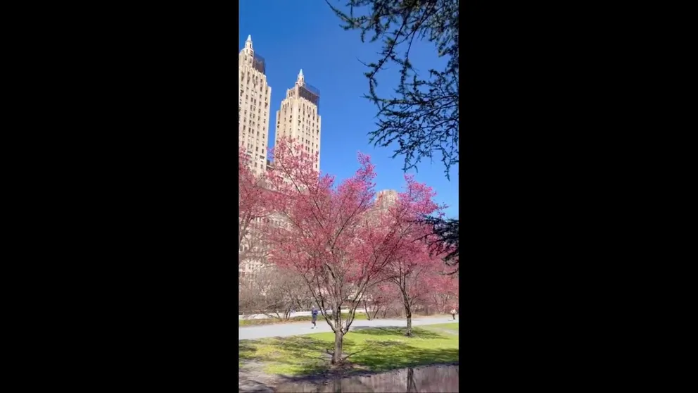 With the official start of spring still a week away, visitors to New York's Central Park were treated to springtime flowers. The cherry trees are in bloom along the bridal path.