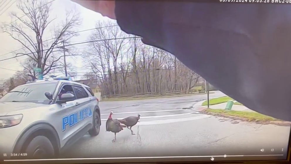 During a recent traffic stop in Bay Village, Ohio, a pair of turkeys proved that there's no such thing as a routine stop for police officers.