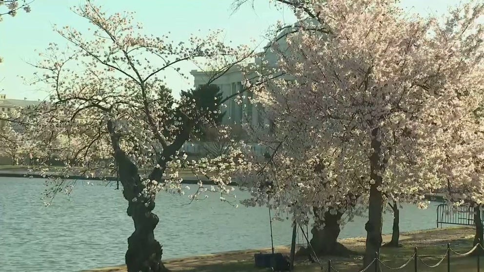 Ahead of schedule, the Washington, D.C. cherry blossoms are in peak bloom. Here are a few scenes from the National Mall.