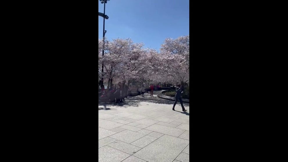 It is official, the Washington, D.C. cherry blossoms were at peak bloom on March 17. On Monday, visitors wasted no time checking out the clouds of flowers across the parks.