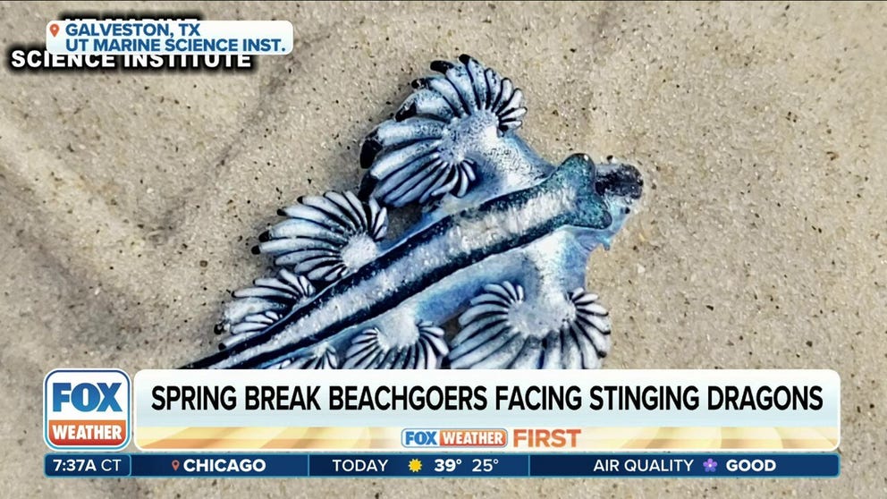 Spring breakers in Texas are encountering a unique situation compared to those in other areas. Blue dragons, venomous and brightly colored sea slugs, have been washing up on Texas beaches. Jace Tunnell from the Harte Research Institute joins FOX Weather to educate others on these sea creatures.