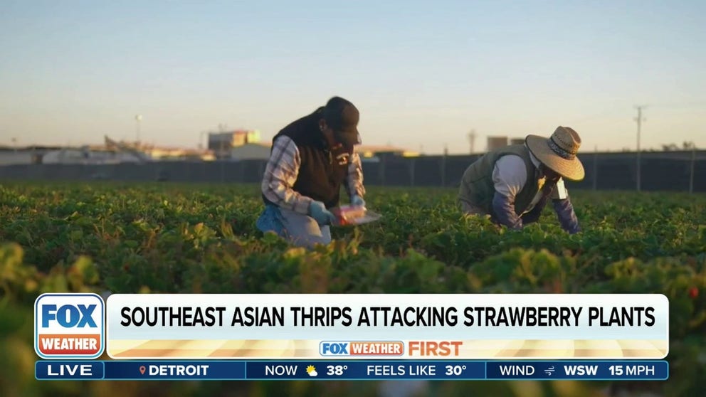 FILE – Assistant Professor of Strawberry and Small Fruit Crops Entomology at University of Florida Sriyanka Lahiri explains that strawberry growers in Florida have been battling an invasive pest since 2015. If the insect isn't managed properly almost 80% of a crop can be lost. UF scientists have been studying different ways to protect strawberry crops. 