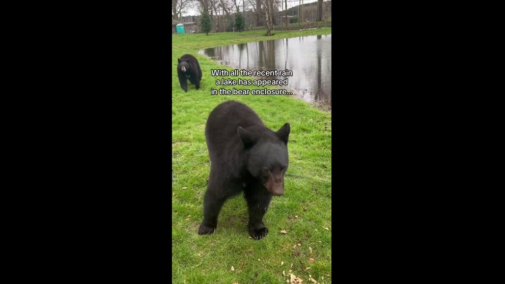 A video shared by the Woburn Safari Park in England showed four bear cubs enjoying an afternoon on the water after a small lake formed after recent heavy rain.