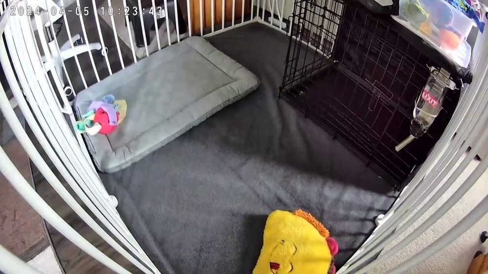 A New Jersey resident says her dog's playpen camera captured rattling as a magnitude 4.8 earthquake struck the state on Friday morning, April 5.
